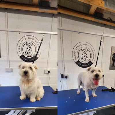 Hairy Stylz Dog Grooming