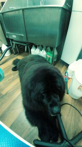 Pet Store «Pet Valu», reviews and photos, 2645 Shillington Rd, Sinking Spring, PA 19608, USA