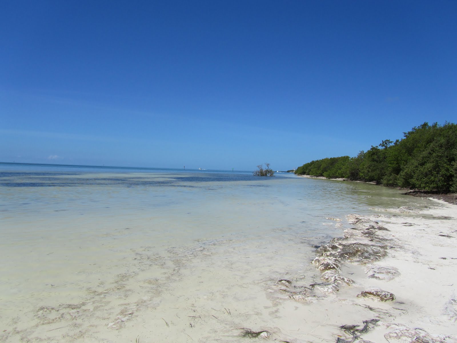 Photo de Sugarloaf beach avec l'eau turquoise de surface