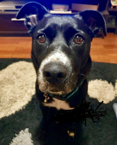 Ειρήνη Ρέσου- κτηνίατρος - Αθήνα