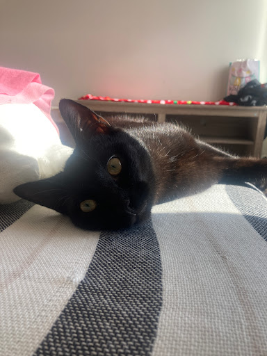 Pet Supply Store «PetSmart», reviews and photos, 24 Countryside Plaza, Countryside, IL 60525, USA