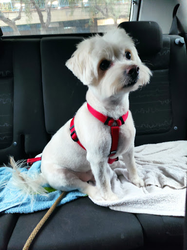 Centro Veterinario Virgen de La Candelaria Cb en Santa Cruz de Tenerife