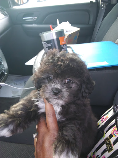 Pet Store «Pets Around the World», reviews and photos, 3260 W New Haven Ave B, West Melbourne, FL 32904, USA