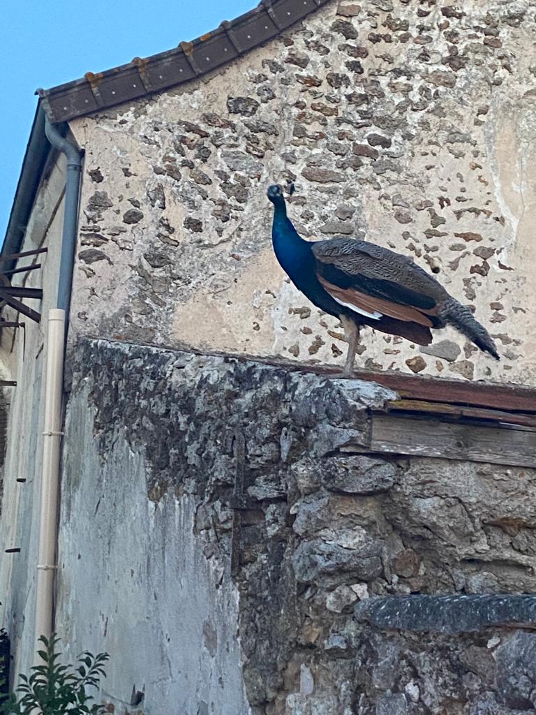 Photo n° 15 de l'avis de Pascal.o fait le 11/08/2022 à 20:51