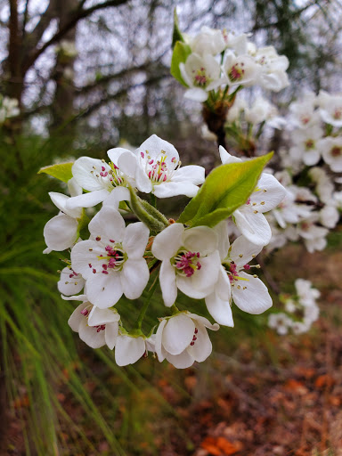 Park «Gough Park», reviews and photos, 9300 Honeygo Blvd, Perry Hall, MD 21128, USA