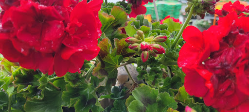 Home Improvement Store «The Home Depot», reviews and photos, 1510 Ring Rd, Elizabethtown, KY 42701, USA