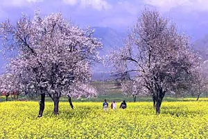 Subhaan Travels Kashmir image