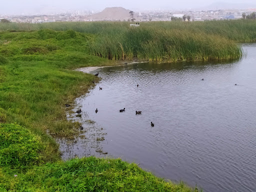 Pantanos cerca Lima