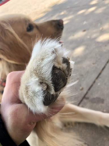 Pet Supply Store «Petco Animal Supplies», reviews and photos, 3055 N President George Bush Hwy, Garland, TX 75040, USA