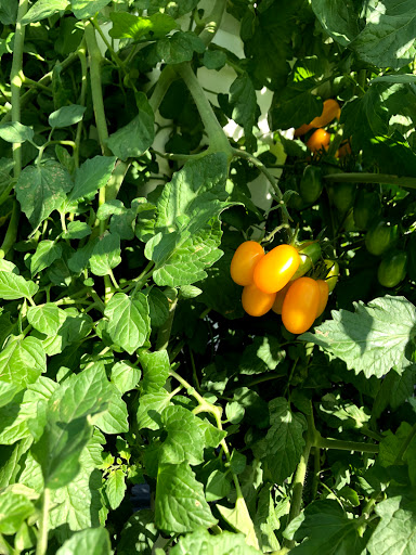 Gift Shop «Sunsational Citrus», reviews and photos, 700 N Central Ave, Umatilla, FL 32784, USA