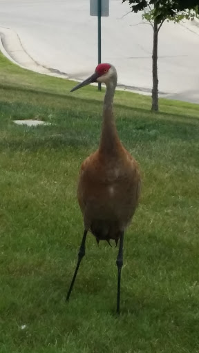 Golf Course «Dretzka Park Golf Course», reviews and photos, 12020 W Bradley Rd, Milwaukee, WI 53224, USA