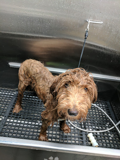 Pet Supply Store «Pet Supplies Plus», reviews and photos, 2801 Wade Hampton Blvd #100, Taylors, SC 29687, USA