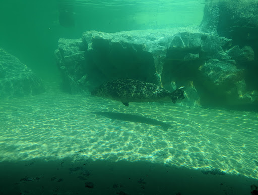 Zoo «Kovler Sea Lion Pool», reviews and photos, 2001 N Clark St, Chicago, IL 60614, USA