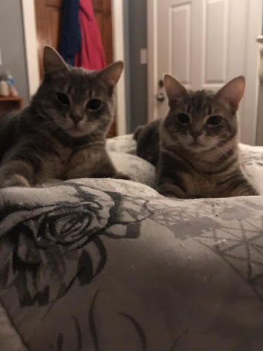 Pet Supply Store «Petco Animal Supplies», reviews and photos, 65 Taunton Depot Dr A, Taunton, MA 02780, USA