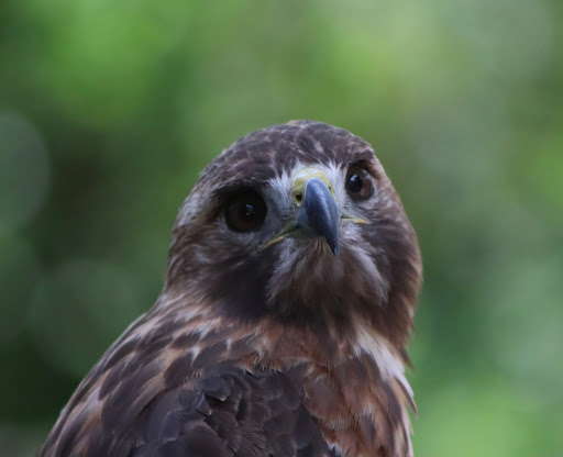 Zoo «Audubon Center for Birds of Prey», reviews and photos, 1101 Audubon Way, Maitland, FL 32751, USA