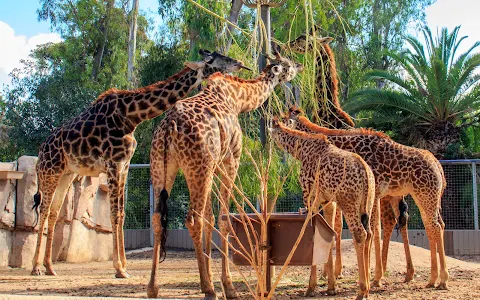 San Diego Zoo Wildlife Alliance image