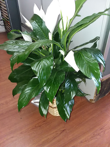 Florist «Send Your Love Flowers & Balloons», reviews and photos, 1417 SW Military Dr, San Antonio, TX 78221, USA