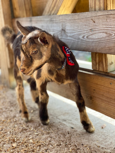 Goat Yoga At Alaska Farms