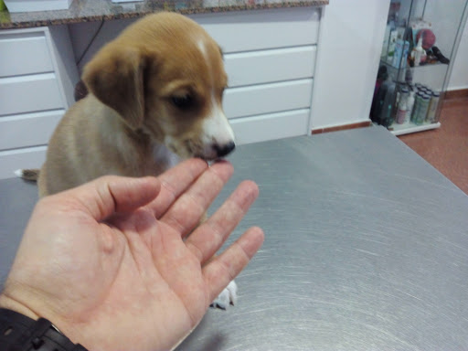 Clínica Veterinaria Kynos Estepona en Estepona