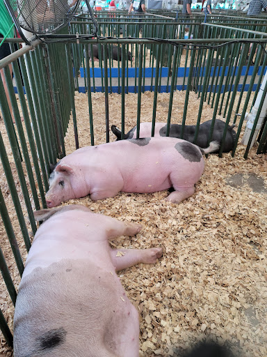 Fairground «Buffalo County Fairgrounds», reviews and photos, 3807 Avenue N, Kearney, NE 68847, USA