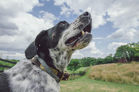 Dog Meadow - Photo 3 - Car repair in Millbrook, NY, Poughkeepsie