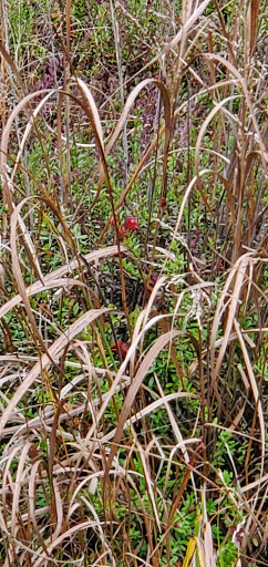 Community Park «Cloverdale Farm County Park», reviews and photos, 34 Cloverdale Rd, Barnegat, NJ 08005, USA