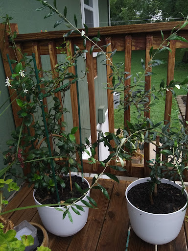 Florist «A Wildflower Shop Inc», reviews and photos, 2131 IL-157, Edwardsville, IL 62025, USA