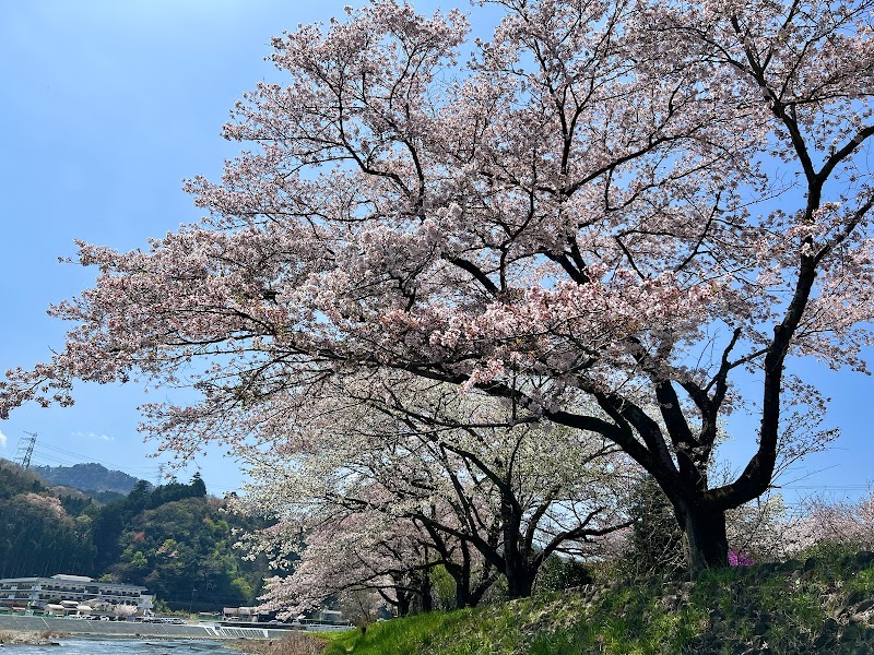 小庄の桜並木