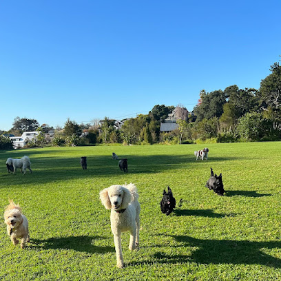 Fetch Dog Walking Auckland