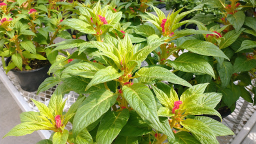 Produce Market «E Draghi & Son Farm Stand», reviews and photos, 86 Main St, South Glastonbury, CT 06073, USA