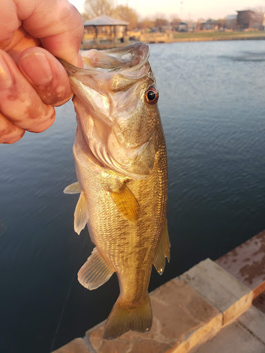 Park «Clayton W Chandler Park», reviews and photos, 1530 N Walnut Creek Dr, Mansfield, TX 76063, USA