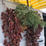 Photo n°7 de l'avis de Graziella.i fait le 14/07/2020 à 11:49 sur le  TUI BLUE Tropea à Riaci