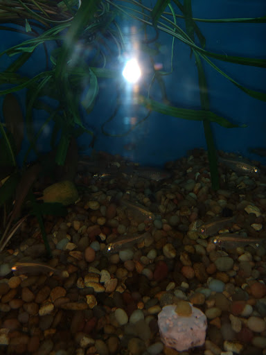 Pet Supply Store «Pet Supermarket», reviews and photos, 3821 S Cobb Dr, Smyrna, GA 30080, USA