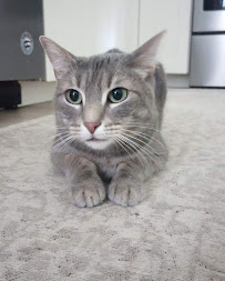 Best of Buddies Pet Care - Pet Sitter - Pet Waste Removal - Dog Poop Scooping - Photo 2 - Car repair in , Springfield