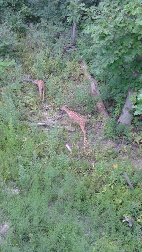 Tobacco Shop «The Puff Factory», reviews and photos, 15130 Inkster Rd, Redford Charter Twp, MI 48239, USA