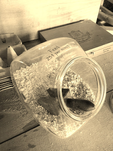 Tourist Attraction «Amish Heritage Farm», reviews and photos, 1016 Brewer Rd, Ethridge, TN 38456, USA