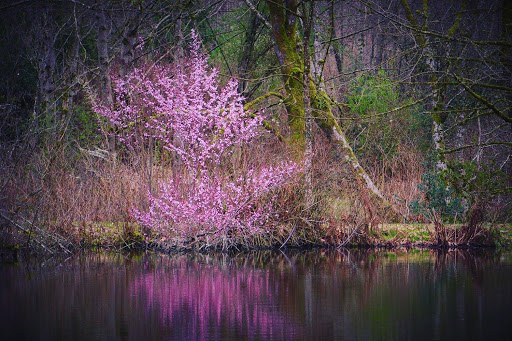 Park «West Hylebos Wetlands Park», reviews and photos, 411 S 348th St, Federal Way, WA 98003, USA