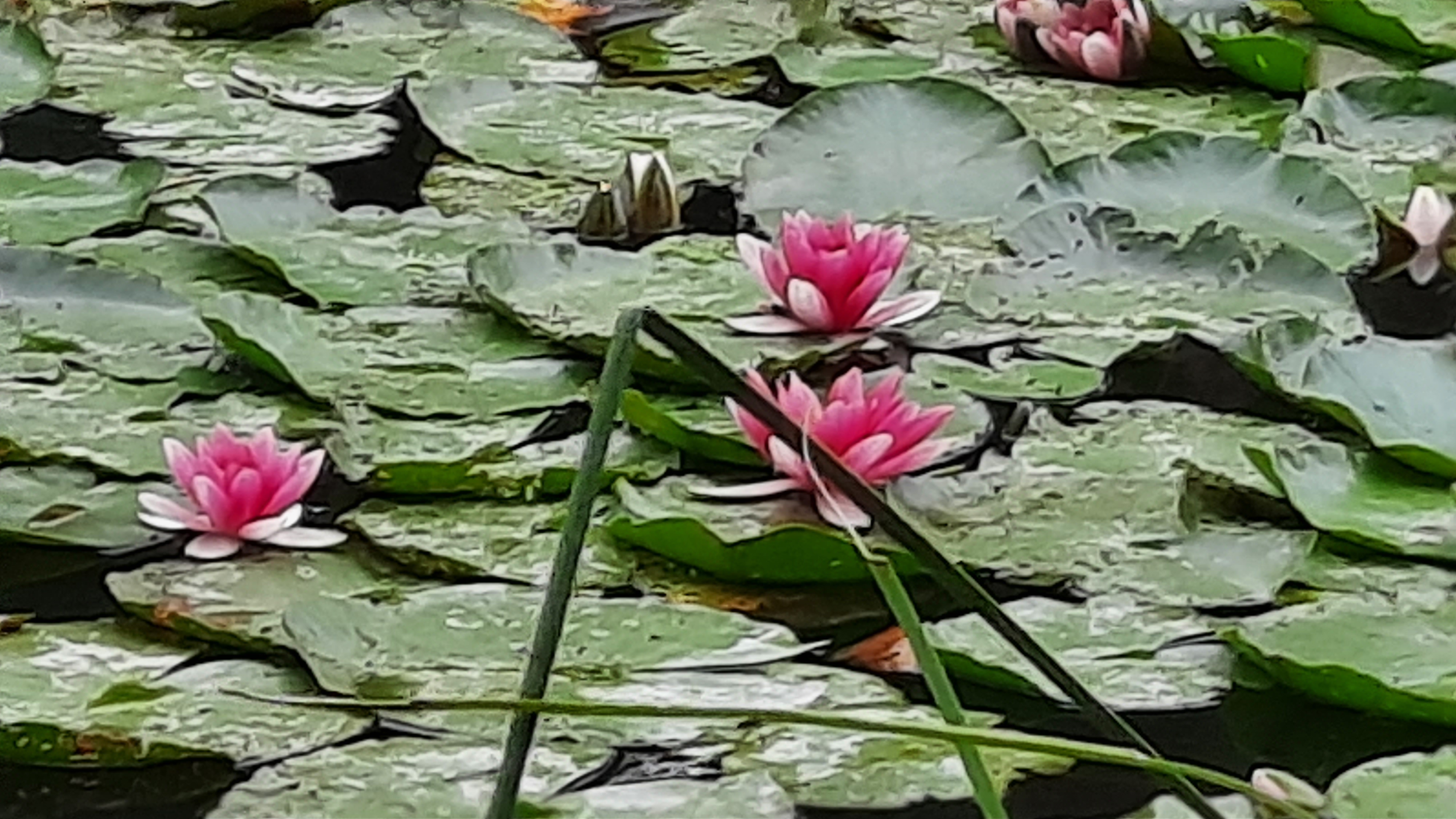 Photo n° 18 de l'avis de Louve.e fait le 22/07/2020 à 08:42