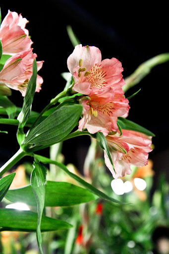 Florist «George Thomas Florist», reviews and photos, 5609 E Washington St, Indianapolis, IN 46219, USA