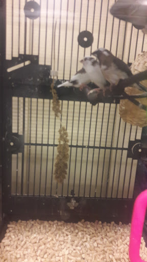 Pet Supply Store «PetSmart», reviews and photos, 1460 Koester Rd, Forsyth, IL 62535, USA