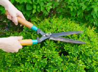 Naranjo Landscaping Inc - Photo 3 - Car repair in , Stamford