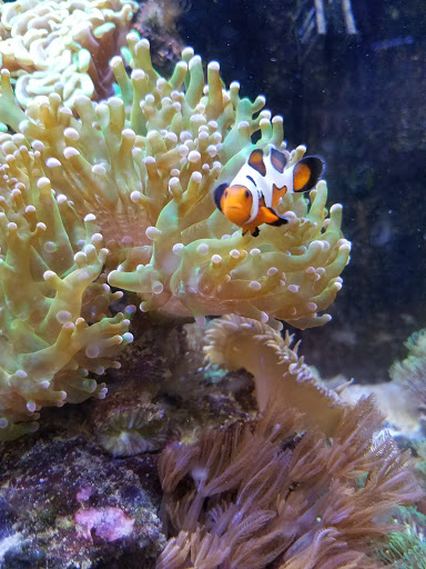 Tropical Fish Store «The Fish Store», reviews and photos, 2050 Chamblee Tucker Rd, Chamblee, GA 30341, USA