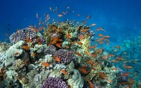 Oxygène Aquarium image