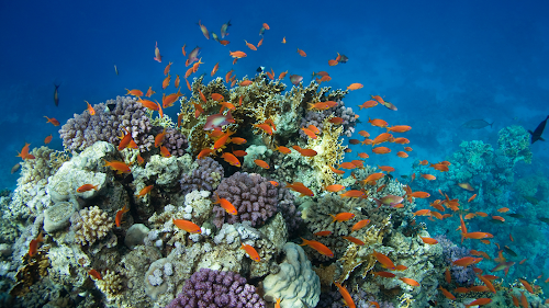 Oxygène Aquarium à Beaufort-Orbagna