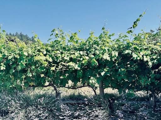 Event Venue «Woodinville Lavender», reviews and photos, 14223 Woodinville-Redmond Rd NE, Redmond, WA 98052, USA