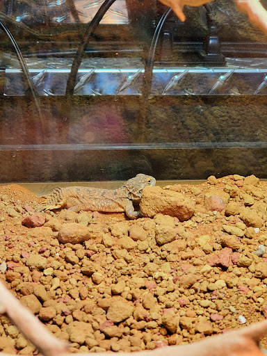 Reptile Store «Reptile Pets Direct», reviews and photos, 8088 Pat Booker Rd, Live Oak, TX 78233, USA