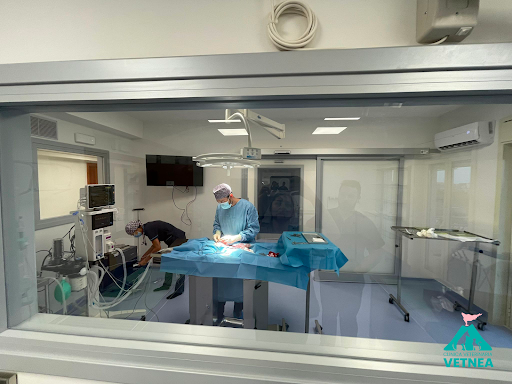 Pensioni per cani e dog hotel a Clinica Veterinaria Vetnea Catania