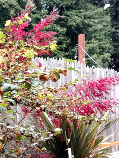 Market «La Honda Market», reviews and photos, 8865 La Honda Rd, La Honda, CA 94020, USA