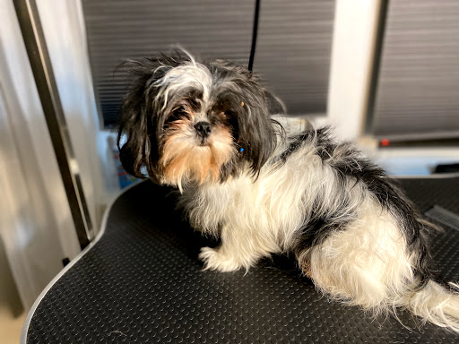 Photo of A Doggie Stylist