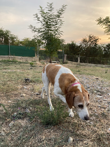 Pensioni per cani e dog hotel a Pensione per animali La Vecchia Fornace